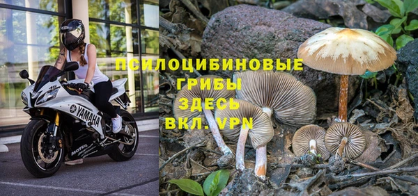 хмурый Белокуриха